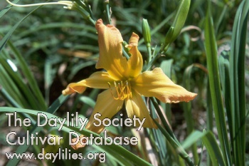 Daylily Cap and Bells